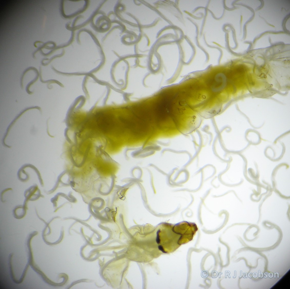 Nematodes. Copyright of Dr R J Jacobson (RJC Ltd).